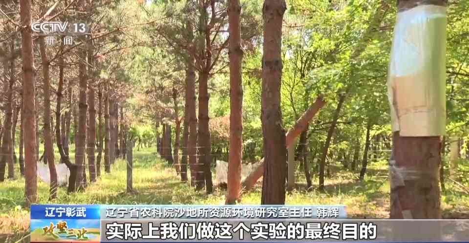 樟子松造林技术揭秘：三北工程防风固沙树种科学种植方法