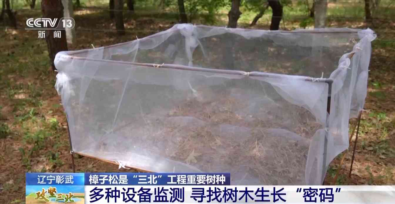 樟子松造林技术揭秘：三北工程防风固沙树种科学种植方法