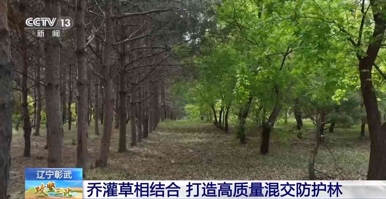 樟子松造林技术揭秘：三北工程防风固沙树种科学种植方法