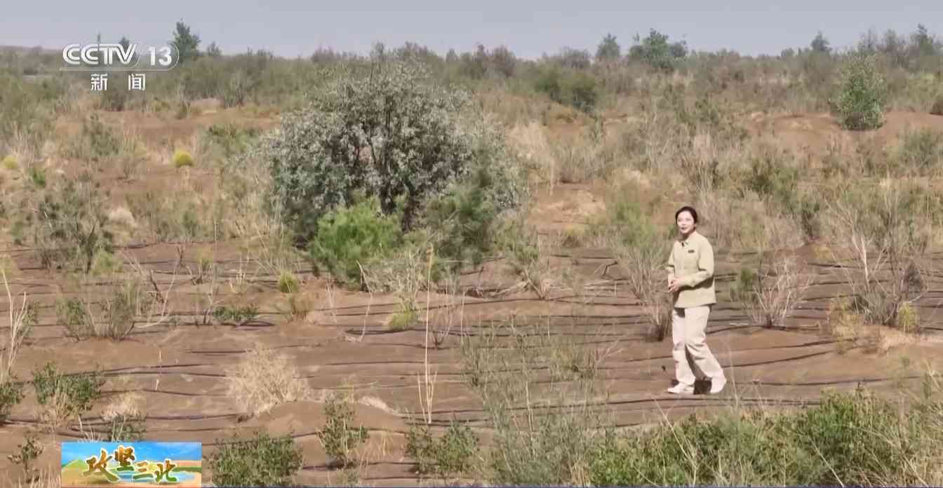 塔克拉玛干沙漠锁边工程突破285公里缺口，绿色屏障逐步成型