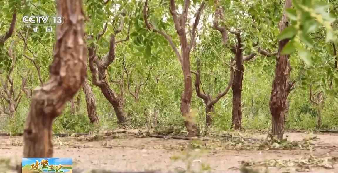 塔克拉玛干沙漠锁边工程突破285公里缺口，绿色屏障逐步成型