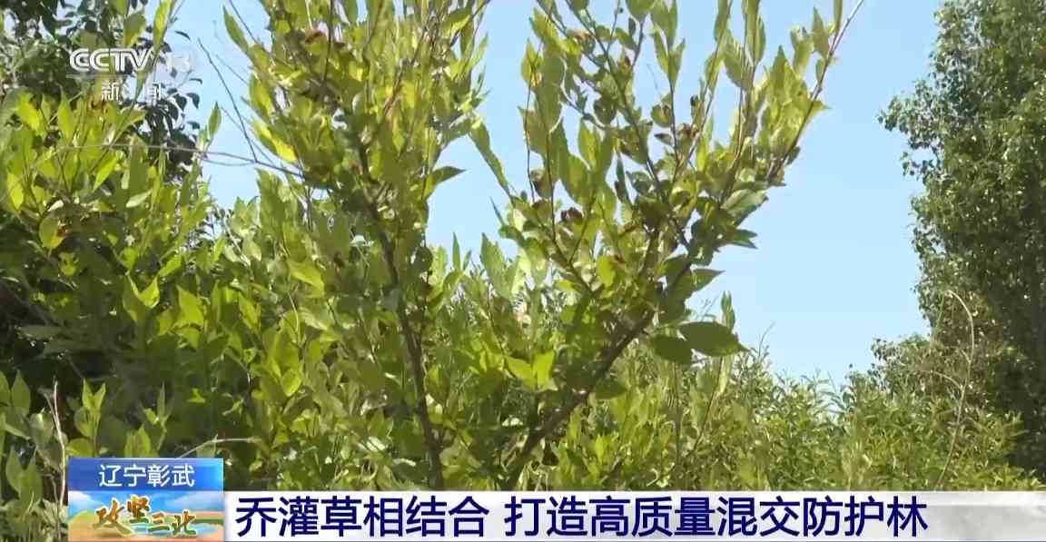 樟子松造林技术揭秘：三北工程防风固沙树种科学种植方法