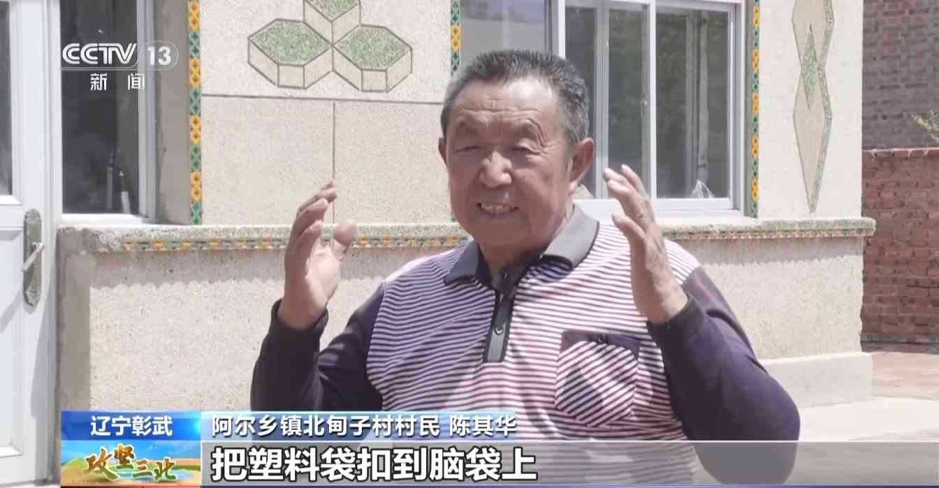 樟子松造林技术揭秘：三北工程防风固沙树种科学种植方法