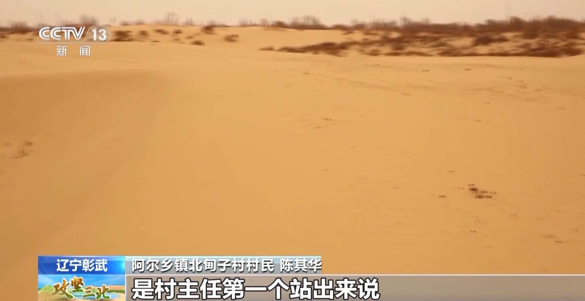 樟子松造林技术揭秘：三北工程防风固沙树种科学种植方法