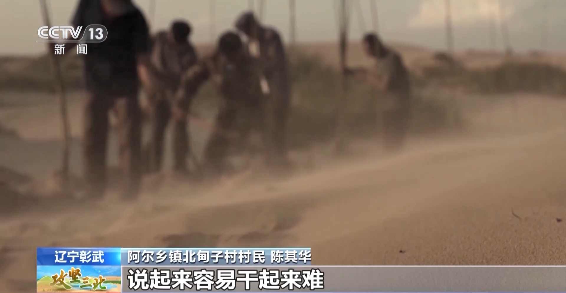 樟子松造林技术揭秘：三北工程防风固沙树种科学种植方法