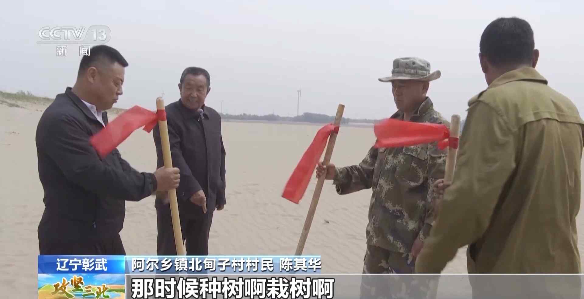 樟子松造林技术揭秘：三北工程防风固沙树种科学种植方法