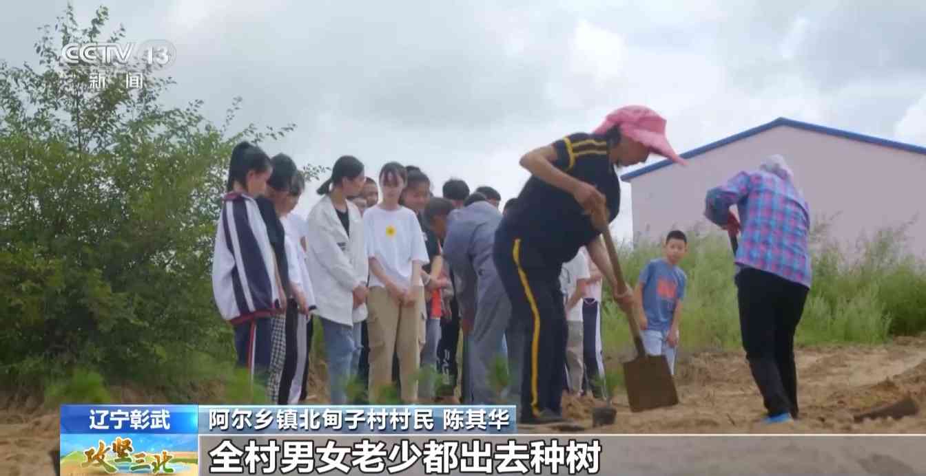 樟子松造林技术揭秘：三北工程防风固沙树种科学种植方法