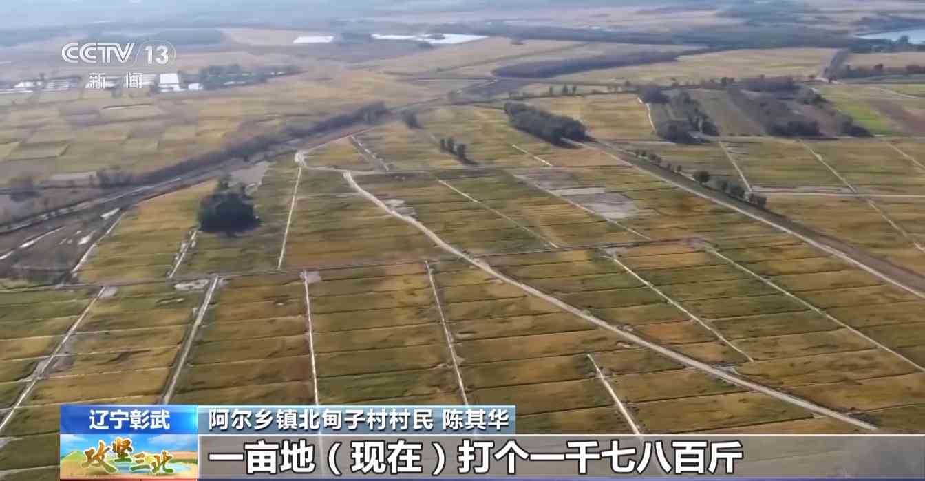 樟子松造林技术揭秘：三北工程防风固沙树种科学种植方法