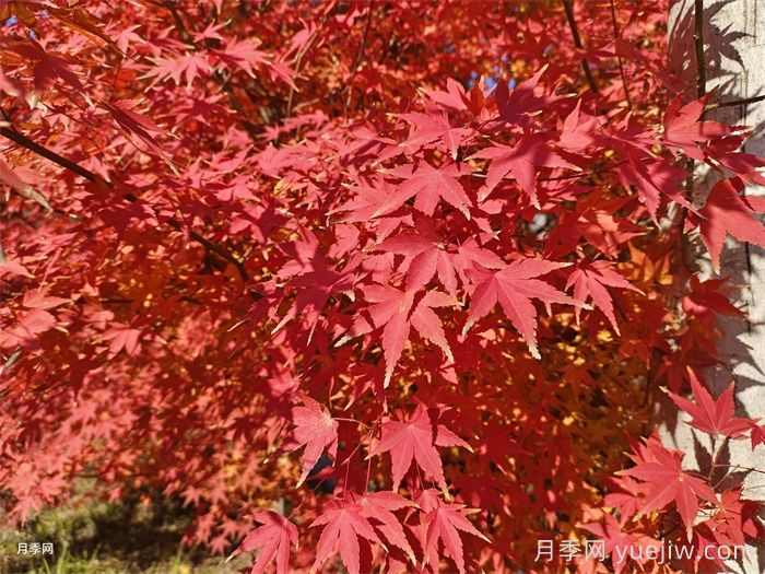 红枫苗木种植方法和注意事项(图1) 红枫苗木种植方法和注意事项(图1)