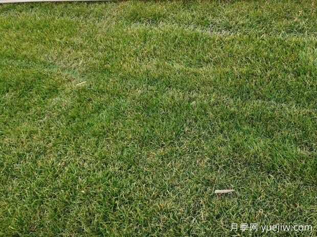 黑麦草移栽多久成活?(图1) 黑麦草移栽多久成活?(图1)