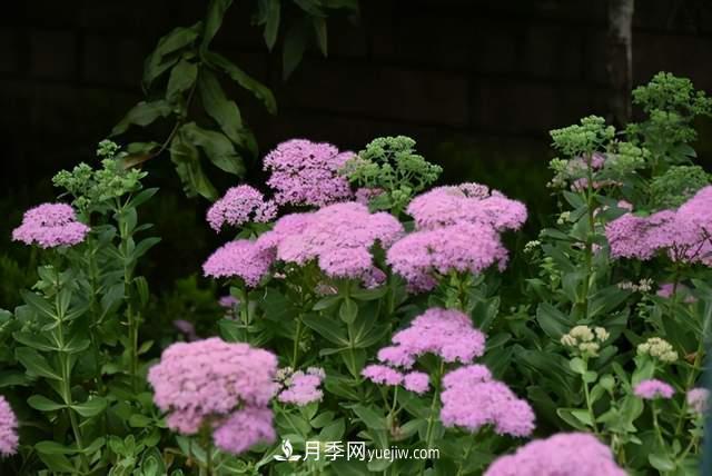 6种宿根花卉,好看好养,观赏性强绿化带很常见(图5) 6种宿根花卉,好看好养,观赏性强绿化带很常见(图5)