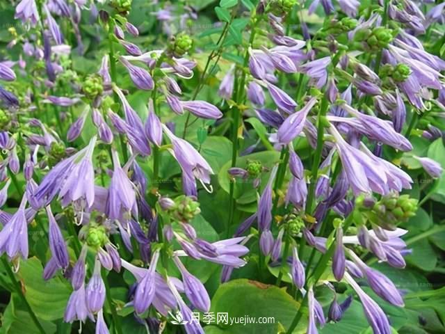 6种宿根花卉,好看好养,观赏性强绿化带很常见(图3) 6种宿根花卉,好看好养,观赏性强绿化带很常见(图3)