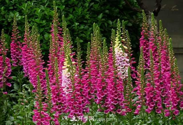 6种宿根花卉,好看好养,观赏性强绿化带很常见(图1) 6种宿根花卉,好看好养,观赏性强绿化带很常见(图1)