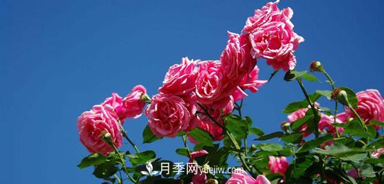 树状月季 嫁接成功后的盆栽树状月季如何浇水?(图1)