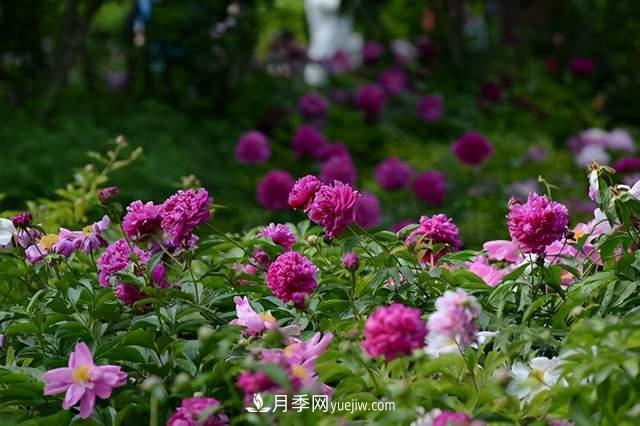 6种宿根花卉,好看好养,观赏性强绿化带很常见(图2) 6种宿根花卉,好看好养,观赏性强绿化带很常见(图2)