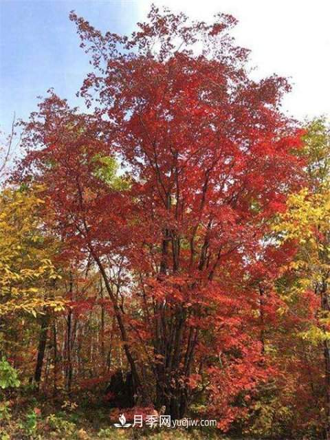 五角枫简介及形态特征(图1) 五角枫简介及形态特征(图1)