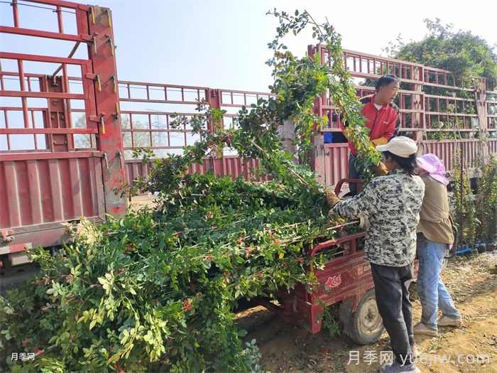 绿化工程苗木草花采购全流程成本控制手册(图3) 绿化工程苗木草花采购全流程成本控制手册(图3)