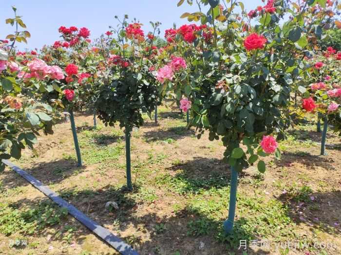 绿化工程苗木草花采购全流程成本控制手册(图1) 绿化工程苗木草花采购全流程成本控制手册(图1)