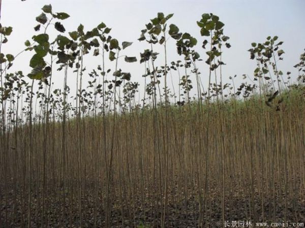 红叶杨基地红叶杨苗木图片