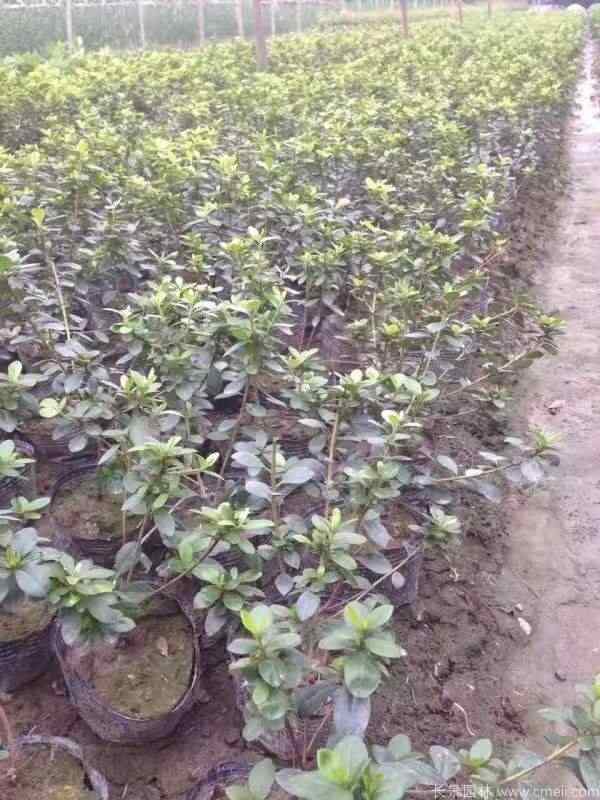 夏鹃图片基地实拍