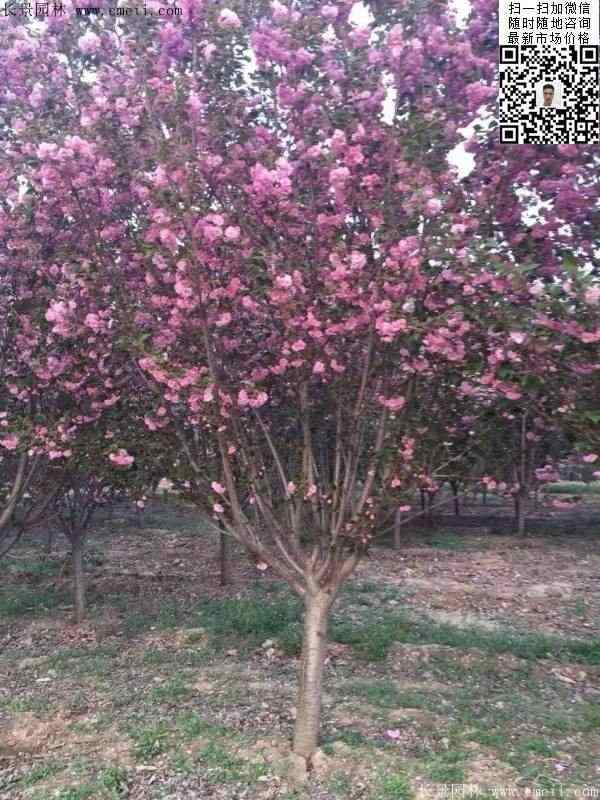 日本樱花图片沭阳日本樱花基地