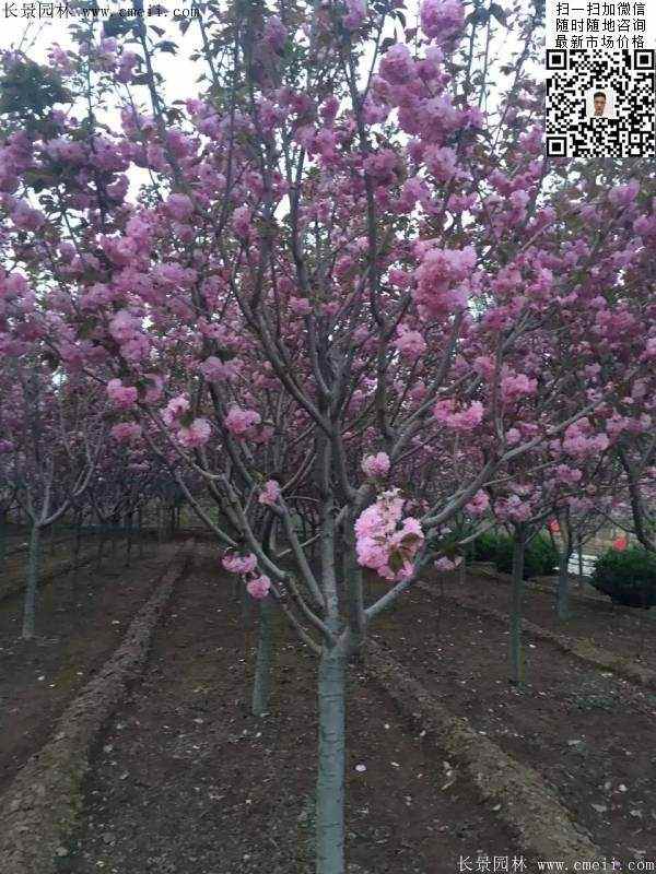 日本樱花图片沭阳日本樱花基地