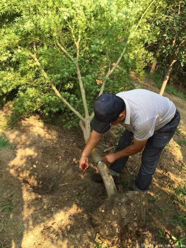 鸡爪槭图片基地实拍