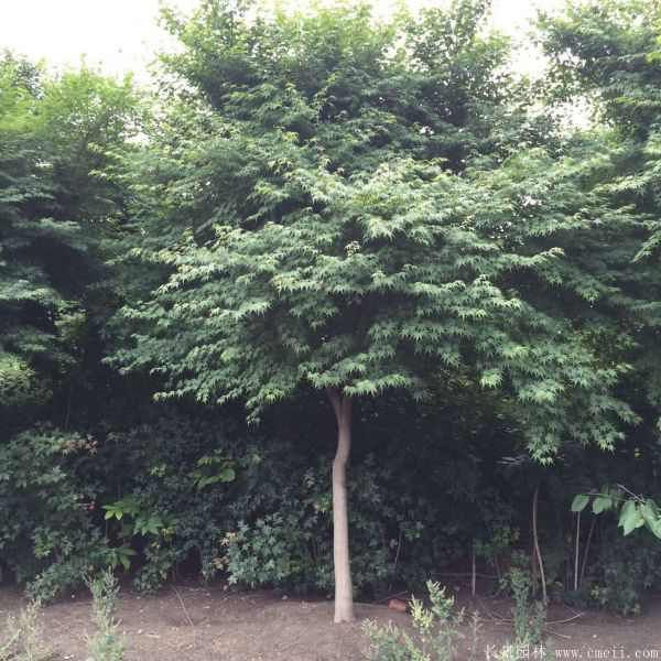 鸡爪槭图片基地实拍