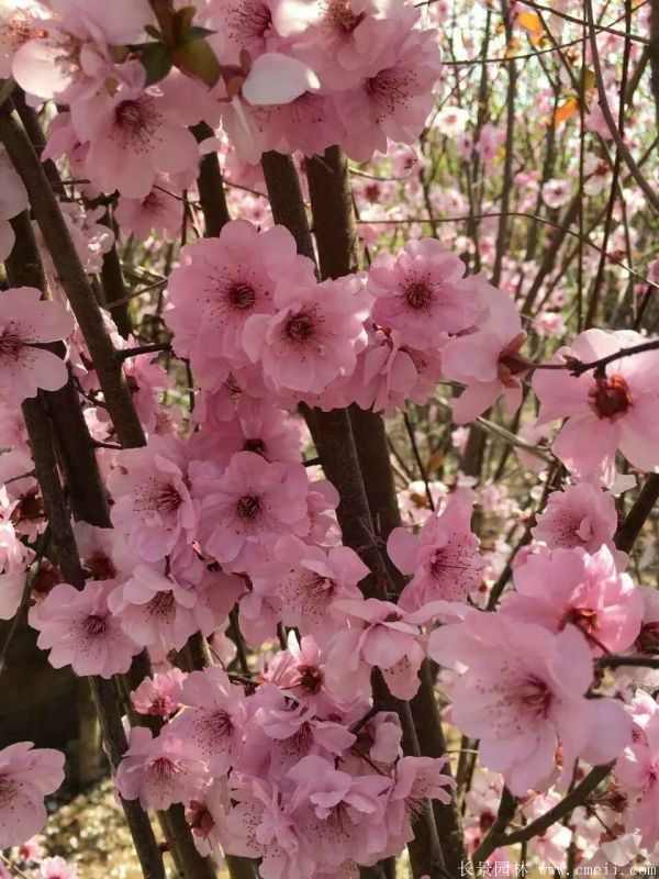 美人梅图片基地实拍
