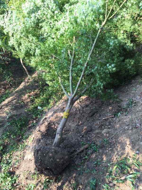 鸡爪槭图片基地实拍