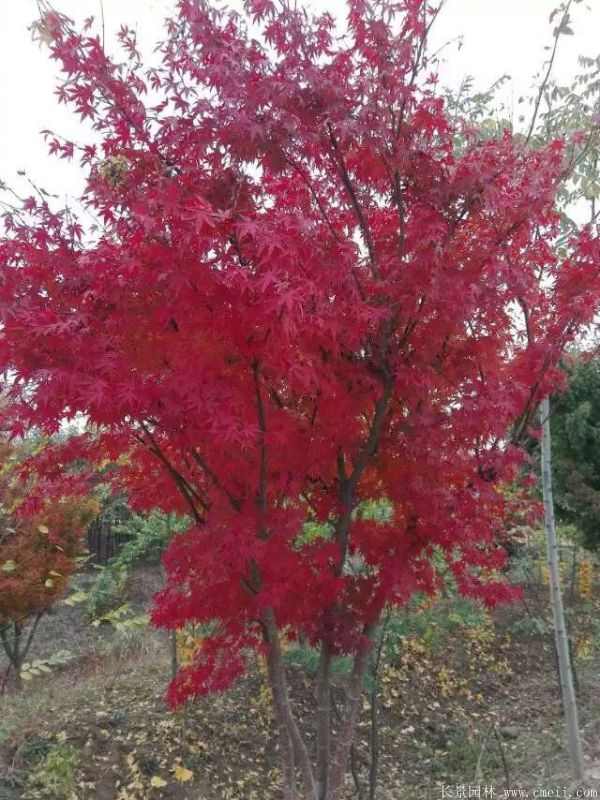 鸡爪槭图片基地实拍