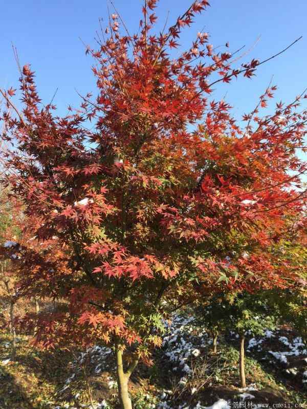 鸡爪槭图片基地实拍