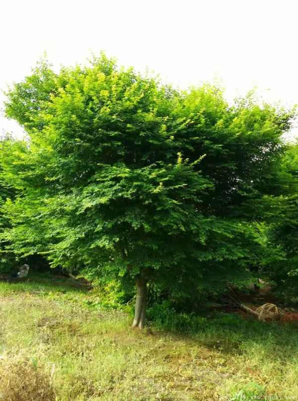 鸡爪槭图片基地实拍