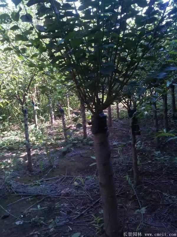 美人梅图片基地实拍