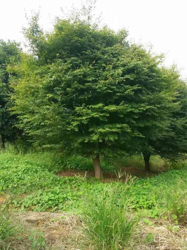 鸡爪槭图片基地实拍