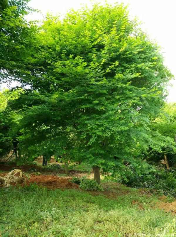 鸡爪槭图片基地实拍