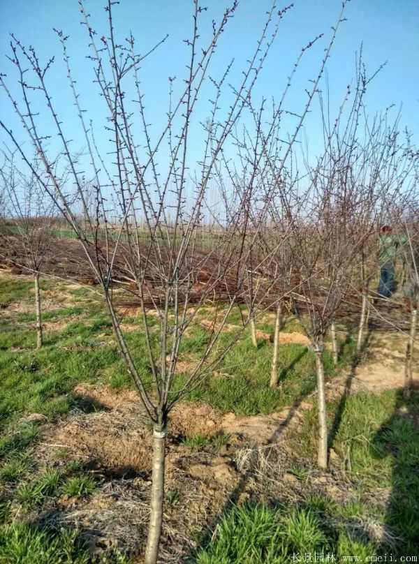 美人梅图片基地实拍