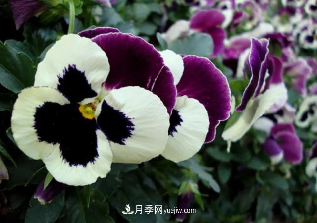 市场前景大好的6种忍冬科植物，你家苗圃有吗？(图2)