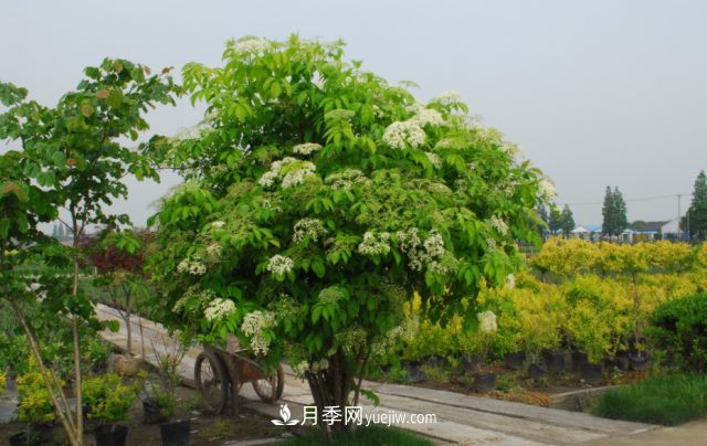 市场前景大好的6种忍冬科植物，你家苗圃有吗？(图5)