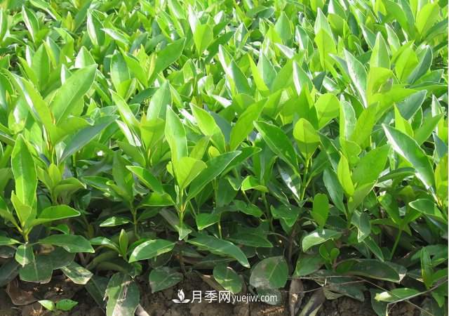 市场前景大好的6种忍冬科植物，你家苗圃有吗？(图4)