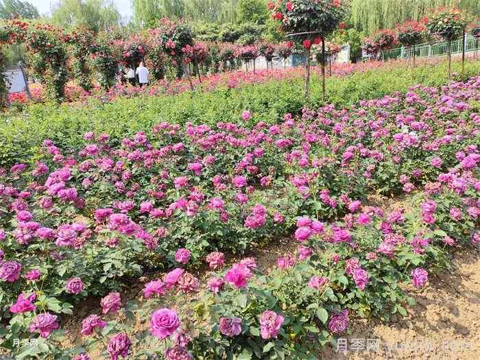 绿化带或路边常见的39种花草树木(图2) 绿化带或路边常见的39种花草树木(图2)