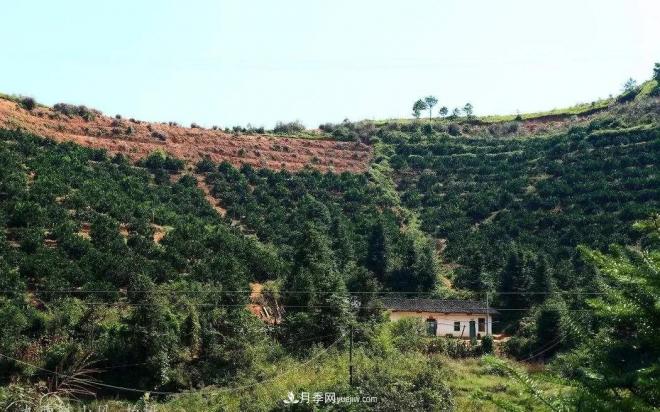 “退林还耕”政策下,教你三点弄清“农村土地确权”问题(图2) “退林还耕”政策下,教你三点弄清“农村土地确权”问题(图2)
