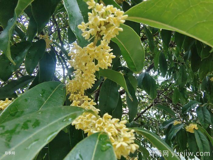 绿化带或路边常见的39种花草树木(图1) 绿化带或路边常见的39种花草树木(图1)