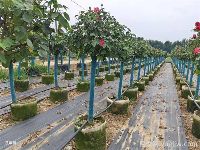 立秋之后移栽苗木养护技巧(图2) 立秋之后移栽苗木养护技巧(图2)