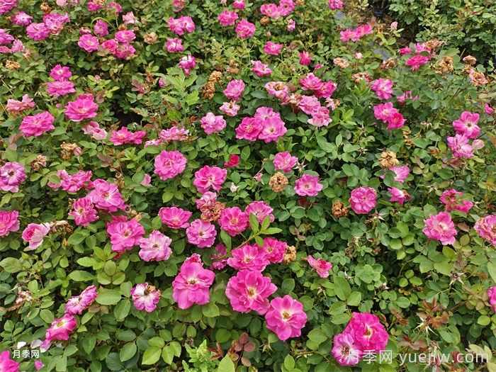 立秋之后移栽苗木养护技巧(图1) 立秋之后移栽苗木养护技巧(图1)