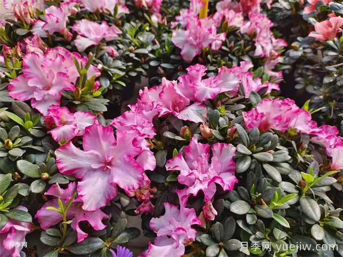 绿化带或路边常见的39种花草树木(图3) 绿化带或路边常见的39种花草树木(图3)