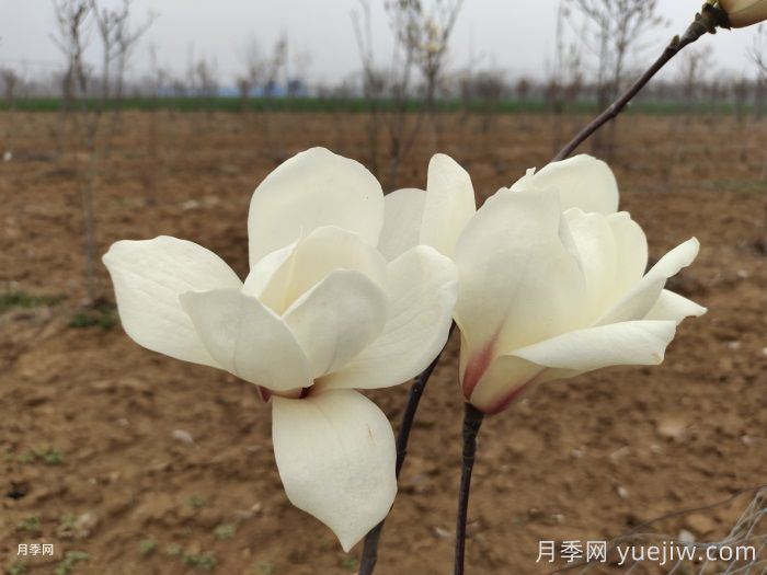 绿化带或路边常见的39种花草树木(图4) 绿化带或路边常见的39种花草树木(图4)