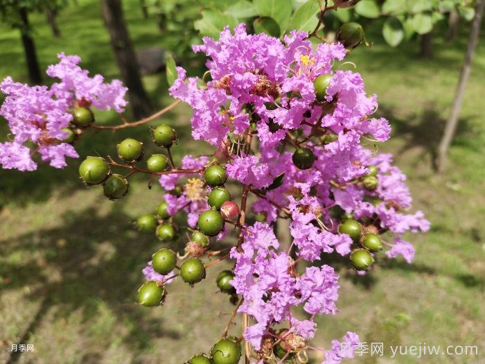 绿化带或路边常见的39种花草树木(图5) 绿化带或路边常见的39种花草树木(图5)
