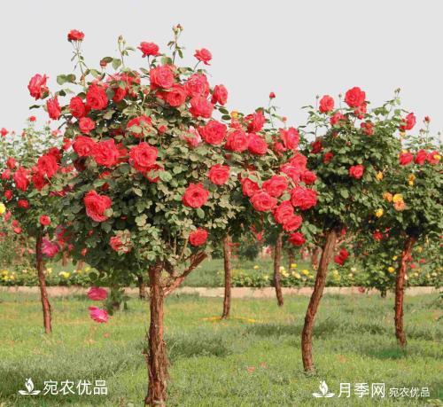 南阳新栽苗木如何越冬管理? 苗木 月季 第一张 新栽的苗木如何越冬管理?(图1)