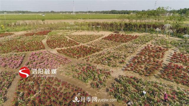 宿迁泗阳:70万株月季绘就巨型“花开图”(图2) 宿迁泗阳:70万株月季绘就巨型“花开图”(图2)